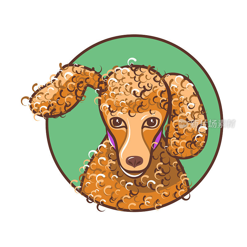 Cute peach (red) poodle with a purple collar, framed in a green circle.